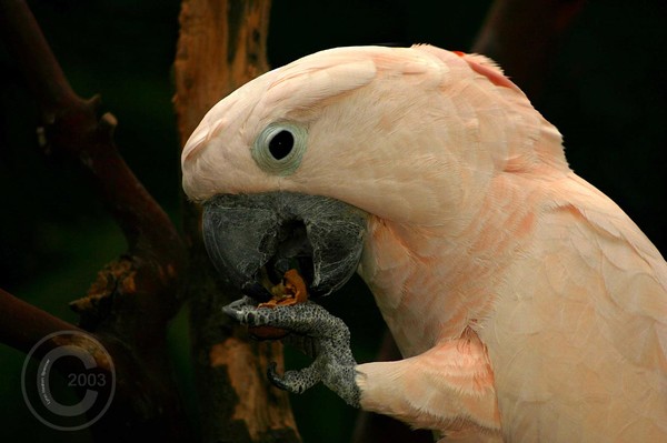 Amazing Charlie Cockatoo