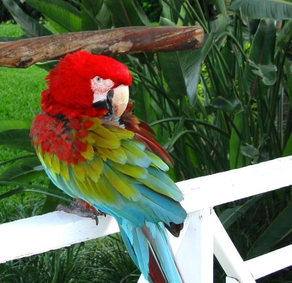 Miami mascot