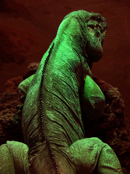 Lizards