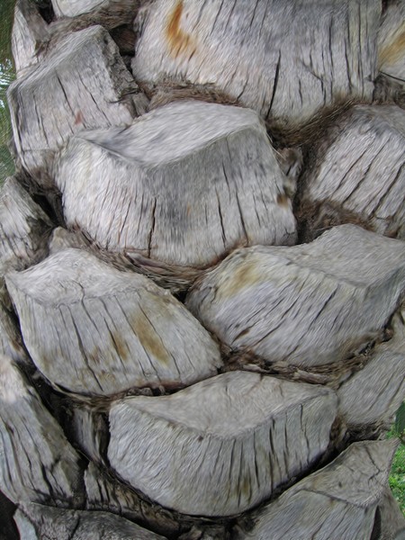 Date Palm Trunk