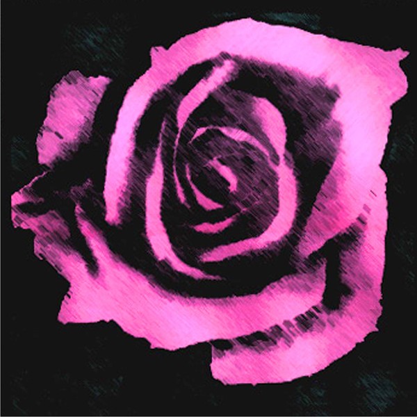 pink rose 2