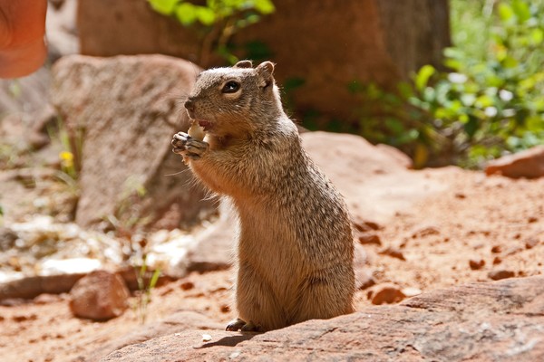 Squirrel