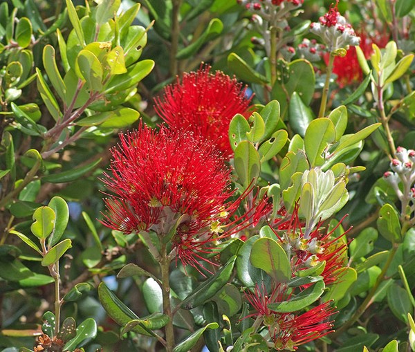 Pohutakawa for christmas