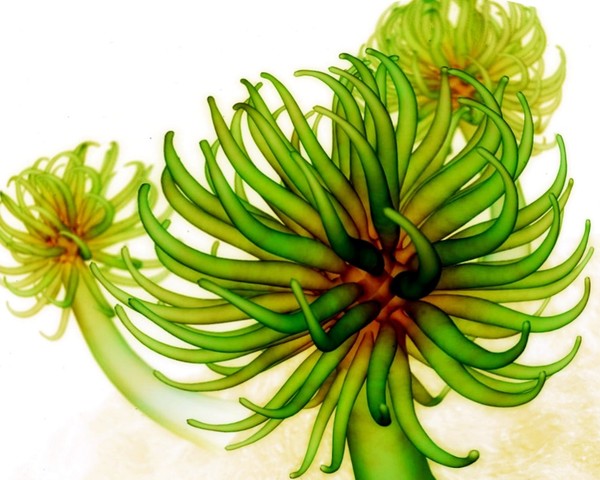 Creative Art