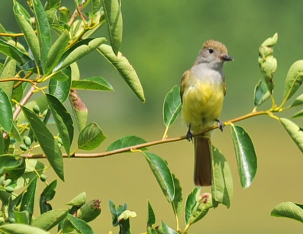 Yellow-Bellied Bird