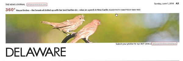 172nd News Journal Panorama-House Finches