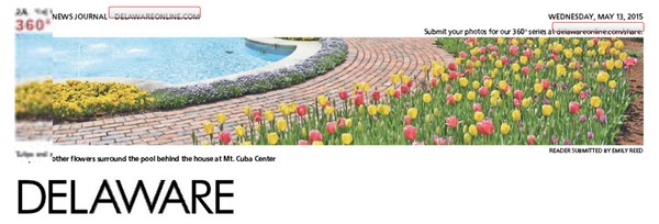 232nd News Journal Panorama-Mt. Cuba Center Tulips