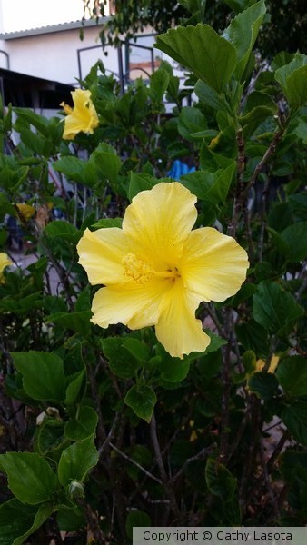 Yellow Hibiscus