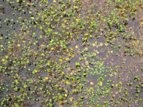 Abbott's Lagoon
