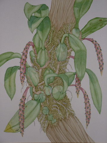 Bulbophyllum saurocephalum