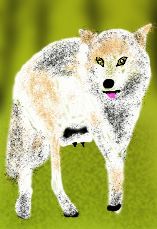 Female White Wolf  P362