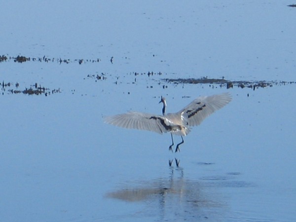 Great blue heron landing