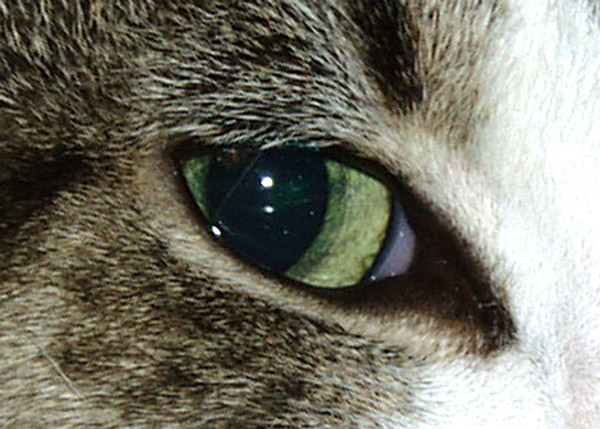 Cat Eye