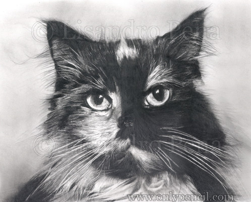 Calico Cat