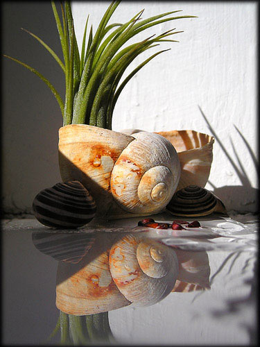 Still Life With Reflection
