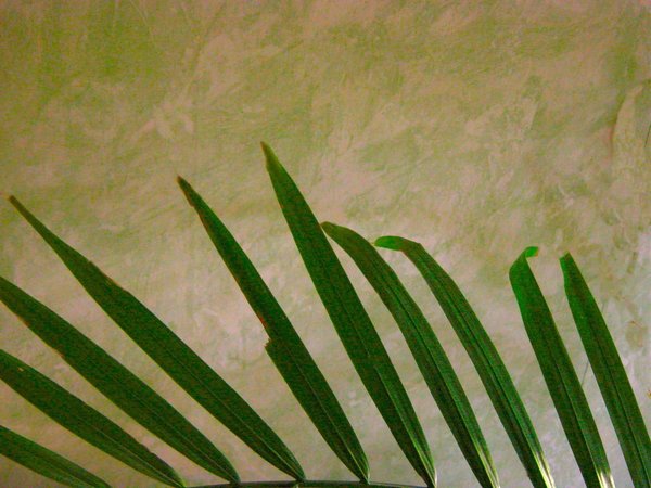 Palms against a Wall