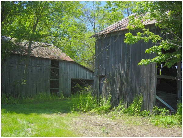 Two Old Barns
