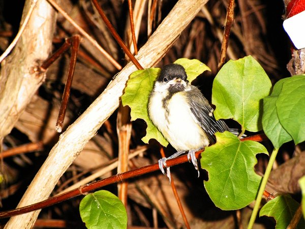Time to leave the nest.
