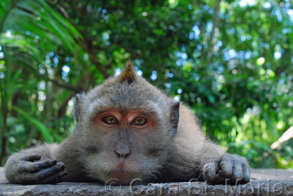 Mellow Monkey