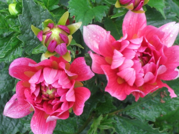 this years blooms