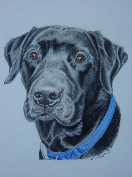 Black Lab