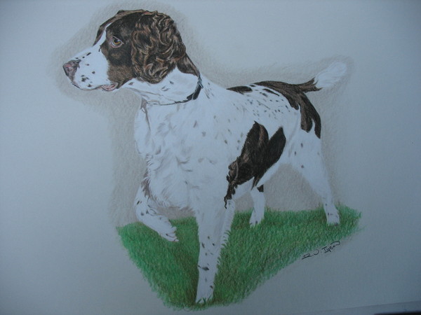 Springer Spaniel, Zak