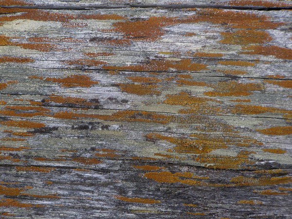 Old  wood  with Lichen