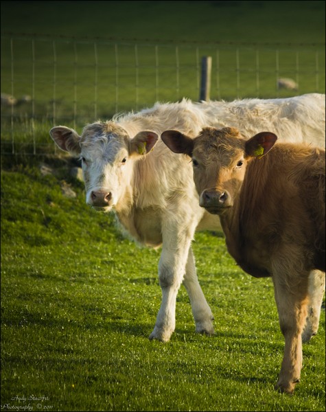 Two Bullocks