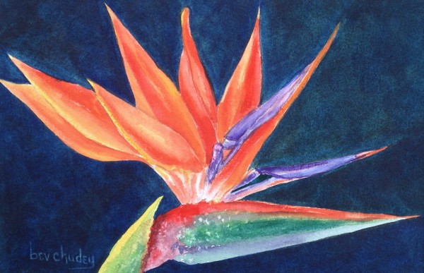 Bird of Paradise