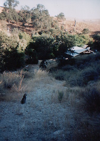 Country Cat