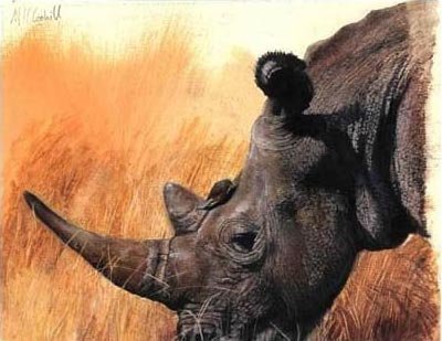 Rhino Study