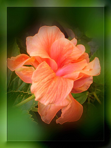 August Hibiscus (Three)