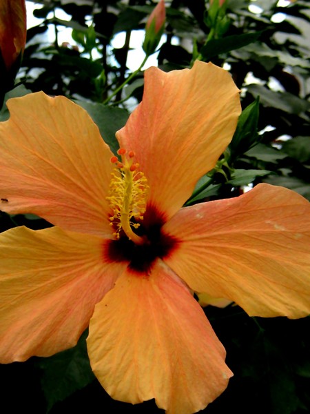 October Toned Hibiscus (One)