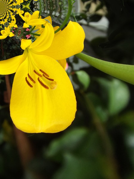 Yellow Lilies Abstract (Two)