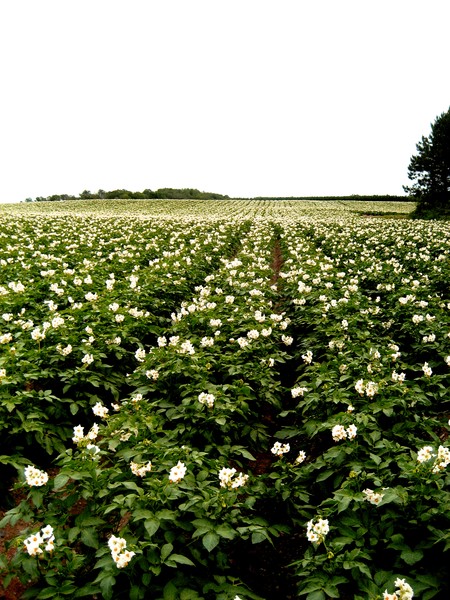 Potato Blossoms