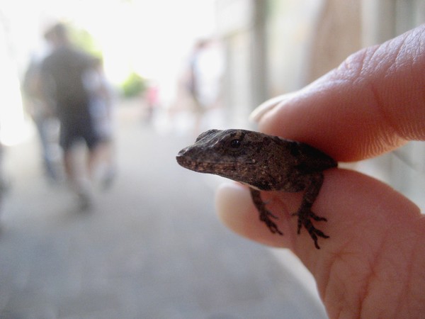 Gotcha!