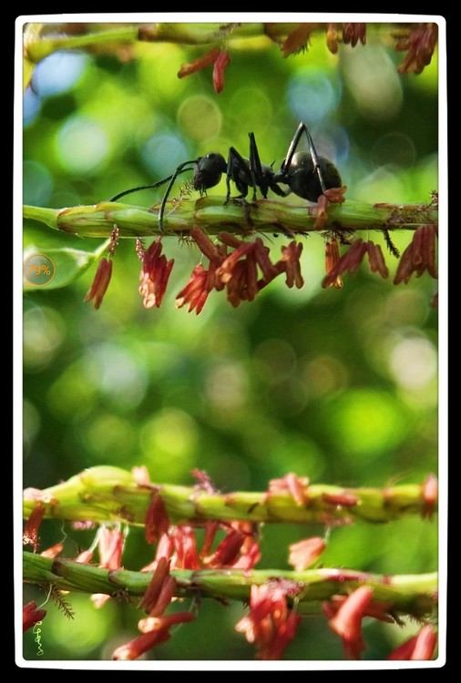 A Busy Ant