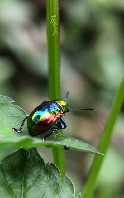 Scarab