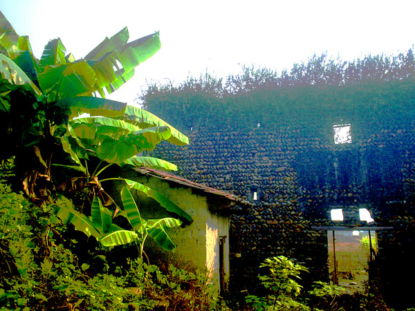 palmtrees and hut