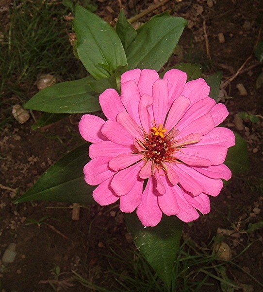 Flower 4