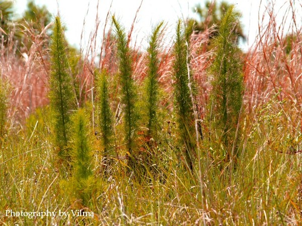 Weeds