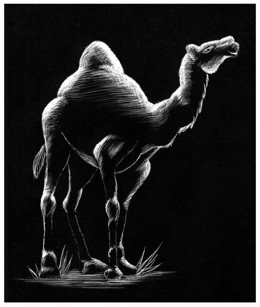 Desert Camel