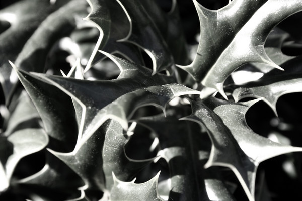 Sharp Leafs