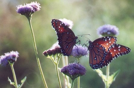 Queen Butterflies