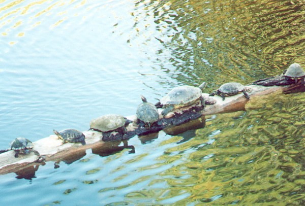 Buncha Turtles