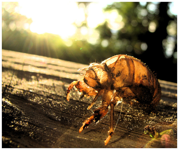 beetle shell