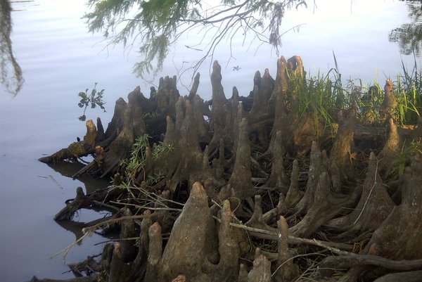 Cypress Knees