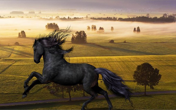 The Hill Gallop