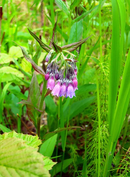 June Bluebells