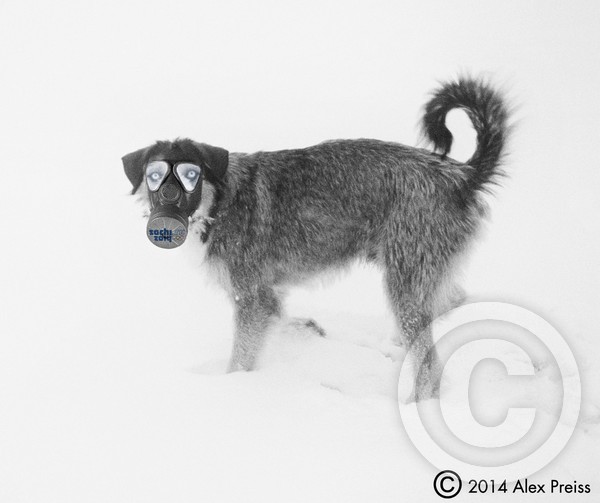 Stray Dogs’ Guide To Sochi 2014.